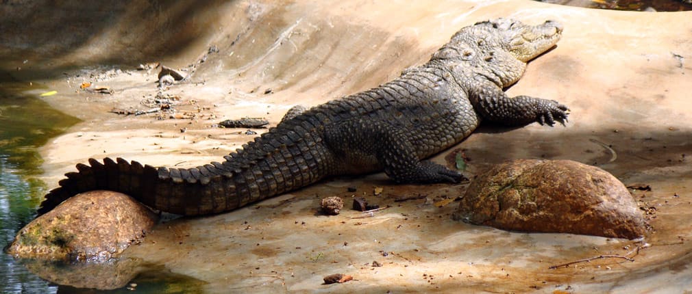 Horsley_Hills_Animal_Complex_Marsh_Crocodile